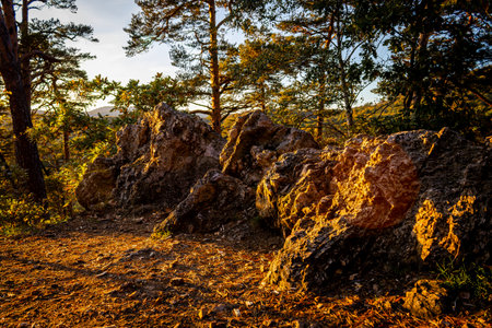 Landscape of pine forest at sunset. Pine trees and rocks.の写真素材