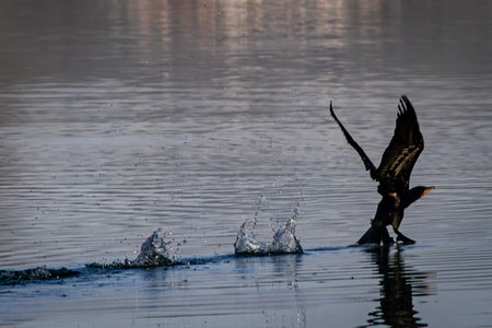 Great cormorant (Phalacrocorax carbo) flying over water