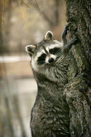 Racoon on the treeの写真素材