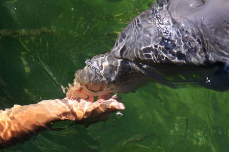 Dolphin Performance in the Oceanの写真素材