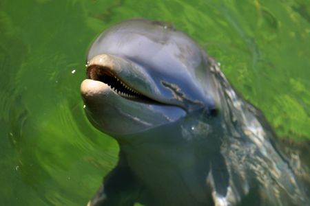 Dolphin Performance in the Oceanの写真素材