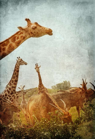 African Animalsの写真素材