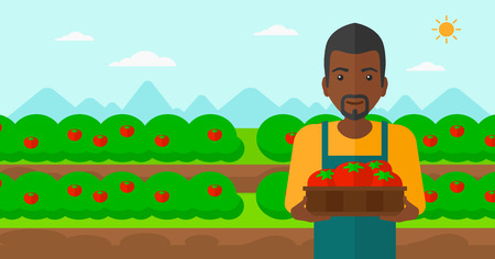 An african-american man holding a box with tomatoes on the background of field vector flat design illustration. Horizontal layout.のイラスト素材