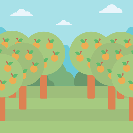 Background of orange trees in an orchard vector flat design illustration. Square layout.のイラスト素材