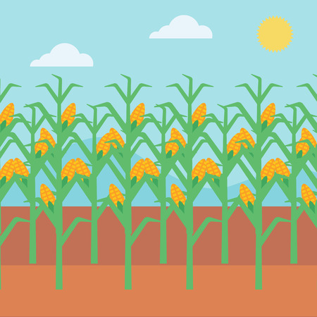 Background of corn field vector flat design illustration. Square layout.のイラスト素材