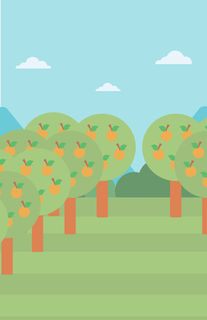 Background of orange trees in an orchard vector flat design illustration. Vertical layout.のイラスト素材