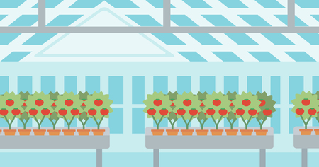 Background of tomatoes in the greenhouse vector flat design illustration. Horizontal layout.のイラスト素材