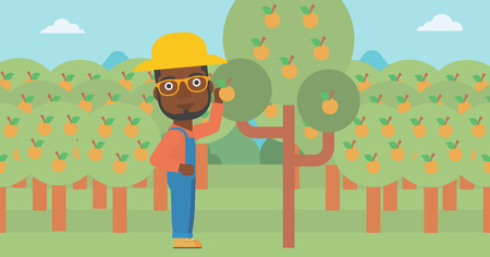 An african-american man collecting oranges vector flat design illustration. Horizontal layout.のイラスト素材