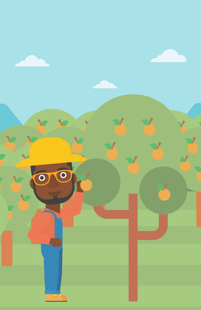 An african-american man collecting oranges vector flat design illustration. Vertical layout.のイラスト素材