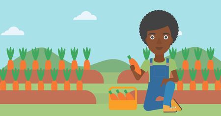 An african-american woman collecting carrots in basket on the background of field vector flat design illustration. Horizontal layout.のイラスト素材