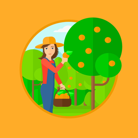 A woman holding a basket and harvesting oranges. Vector flat design illustration in the circle isolated on orange background.のイラスト素材