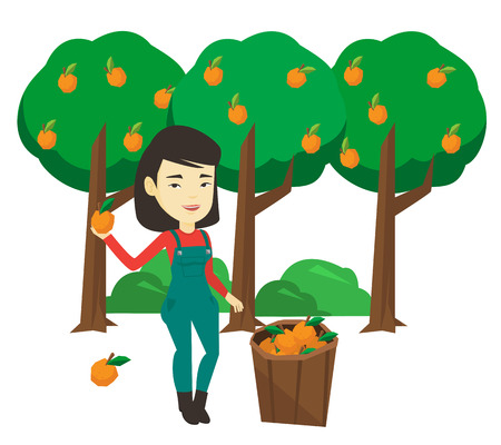 Asian gardener collecting oranges. Gardener holding orange on the background of orange trees. Gardener standing near basket with oranges. Vector flat design illustration isolated on white background.のイラスト素材