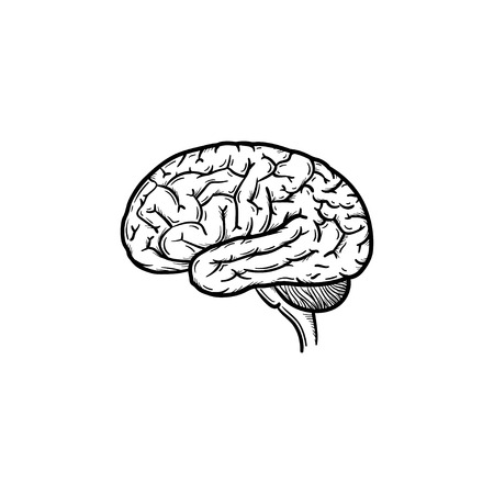 Human brain hand drawn outline doodle icon. Brain as a concept of intelligence and smart way of...