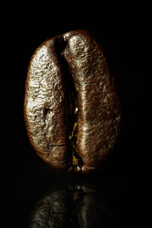 Macro closeup of a medium roasted coffee bean of Ethiopian origin suitable for all methods of brewing on a black glossy reflective backgroundの写真素材