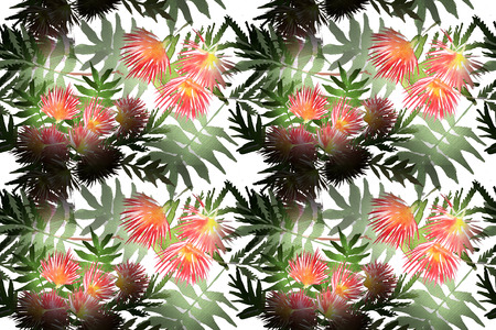 Pattern Mimosa Albizia julibrissin foliage and flowers painted with watercolors