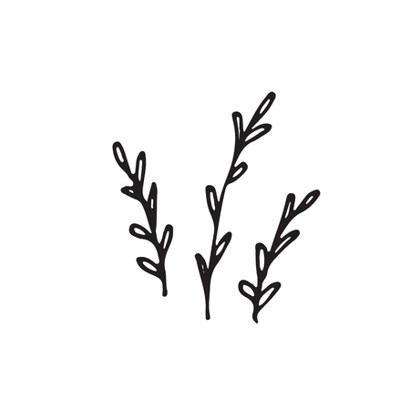 Hand-drawn sketch of a plant, isolated on white backgroundの写真素材
