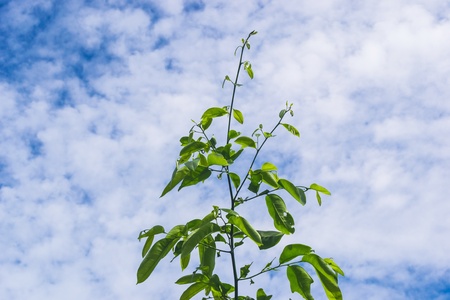 tree White Blue skyの写真素材