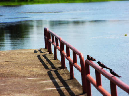 Three birds on the rail  in the lake at Southern of Thailand                      の写真素材