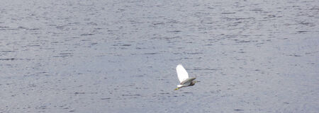 Egret flying in the lake at Southern of Thailand                             