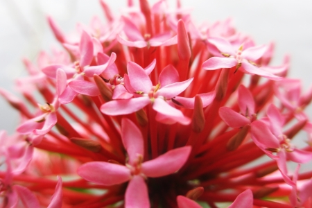 Ixora 2                               