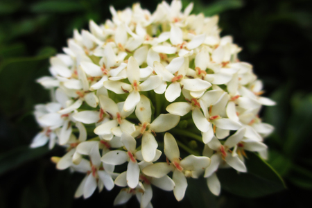  Ixora 1                              の写真素材