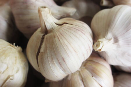  garlic                              の写真素材