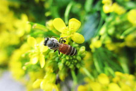 Bee and small    flower                      の写真素材