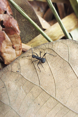 black ant                        の写真素材