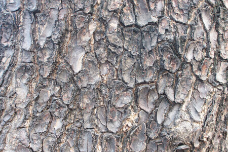 tree bark texture                       の写真素材