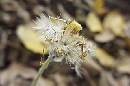 dandelion                       の写真素材