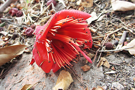 bombax ceiba                              の写真素材