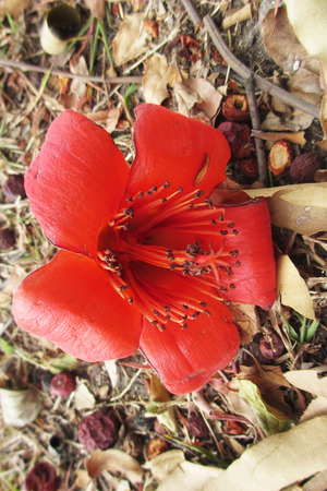 bombax ceiba                               の写真素材