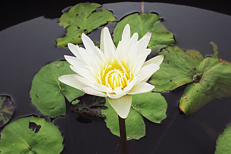 White Lotus                                 の写真素材