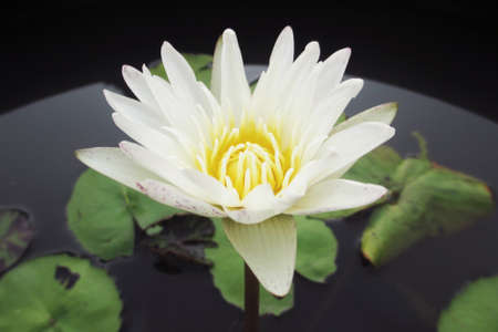 White Lotus               の写真素材
