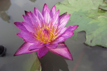 Light blue Lotus                           の写真素材
