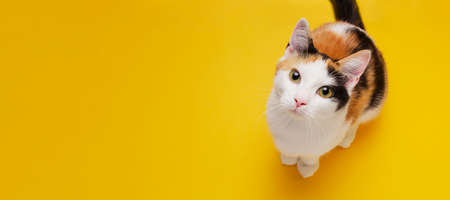 Cute shorthair tricolor kitten sits on a bright yellow background. Banner about pets. Creativ consept for animal shop. Top view, copy spaceの写真素材