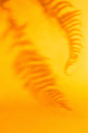 Green tropical leaf shadow on orange color background. Fern leaves. Minimal summer and autumn monochrome concept. Abstract neutral nature backgroundの写真素材