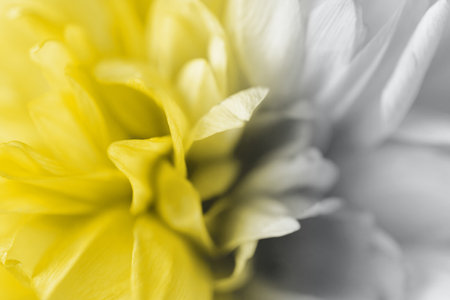 Illuminating Yellow and Ultimate Gray colors macro flower background. Extreme closeup. Creative design demonstrating colors of the year 2021の写真素材