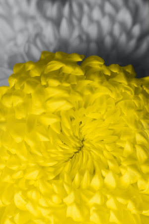 Illuminating Yellow and Ultimate Gray colors macro daisy flower background. Extreme closeup. Creative design demonstrating colors of the year 2021の写真素材