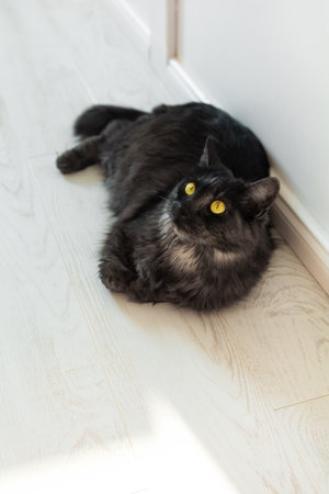 Beautiful fluffy domestic black cat with yellow eyes lies on the wooden floor. Sunny day, bright apartment. Pet is basking in the sunの写真素材