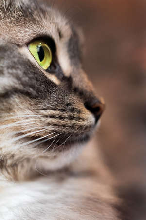 Domestic longhair fluffy siberian gray tabby cat face with green eyes close up. The cats head in...