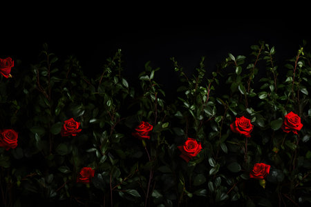 Beautiful rose bush background. Gift for Women's, Valentines and Mother's Dayの素材
