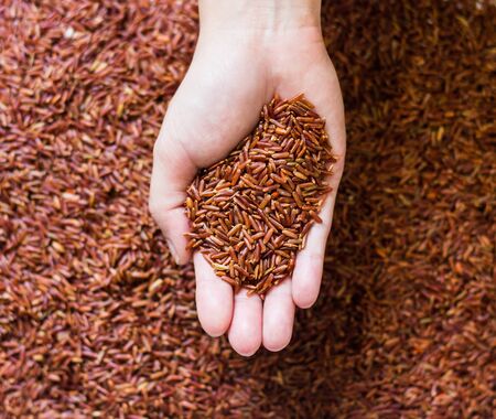Group of organic brown rice on one handの写真素材