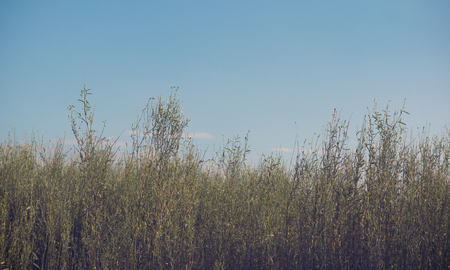 Abstract natural backgrounds green grass field on blue sky background, vintage and retroの写真素材
