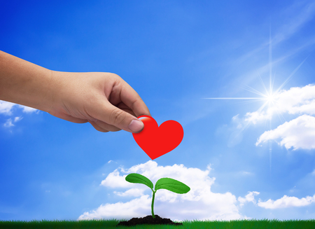 Donation concept, hand holding red heart on blue sky background, growing young plantの写真素材