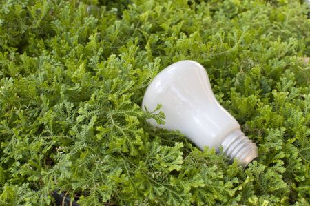 light bulb on green grass