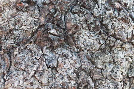 the bark of the old tree