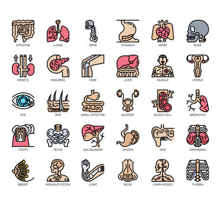 Set of human organ thin line and pixel perfect icons for any web and app project.のイラスト素材
