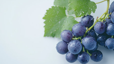 Close-up bunch of dark purple grapes covered with fresh water droplets and green leaves on the stem, photographed on a bright white backgroundの素材