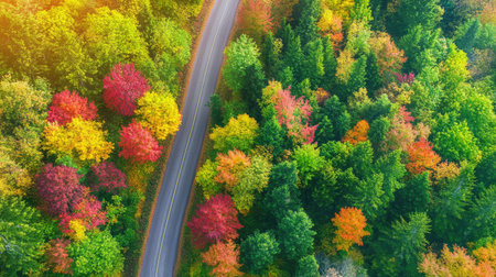 Serene forest roads meeting in fall landscape, warm colors from above highlight changing seasonの素材